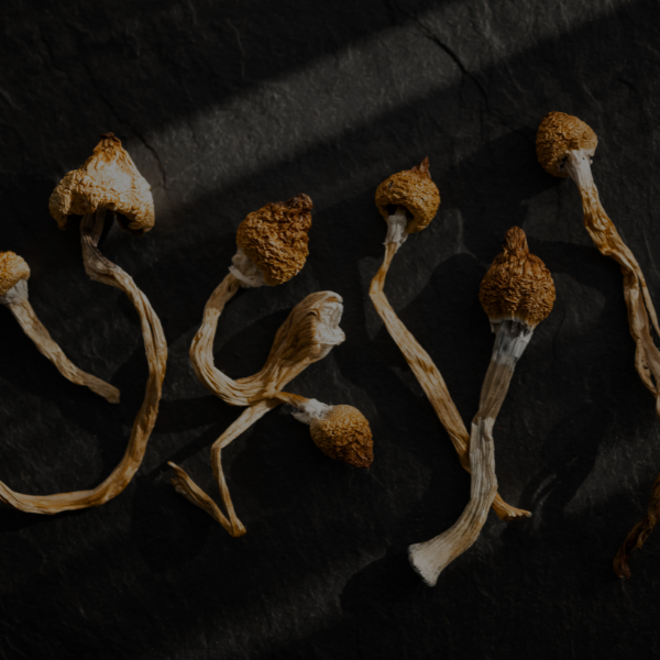 Joe Rogan Mushroom Gummies Where To Get Them